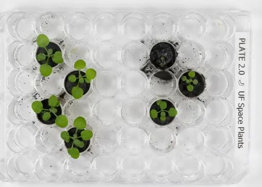 Cercetătorii au cultivat pentru prima dată plante pe Lună. Ce înseamnă această victorie pentru visul colonizării Cercetatorii Au Cultivat Pentru Prima Data Plante Pe Luna Ce Inseamna Aceasta Victorie Pentru Visul Colonizarii