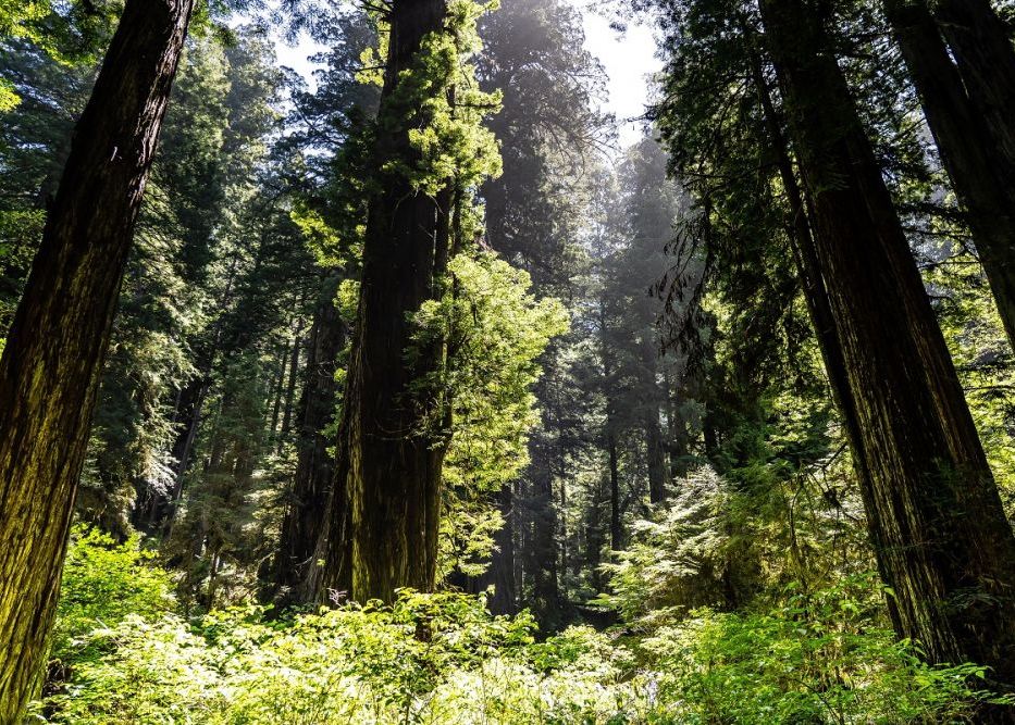 Oamenii De Stiinta Chinezi Au Descoperit O Intreaga Padure Ascunsa Contine Specii Nemaivazute