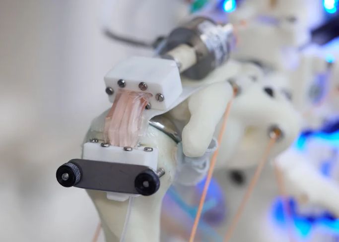 Oamenii De Stiinta Au Reusit Sa Dezvolte Celule Pe Un Schelet Robotic