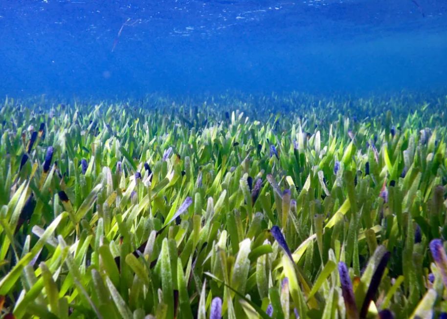 Care Este Zcea Mai Mare Planta De Pe Pamant Oamenii De Stiinta Au Descoperit O Recent In Largul Coastelor