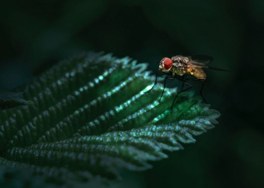 Cercetatorii Americani Au Reusit Sa Controleze Creierul Unor Musculite De Otet De La Distanta