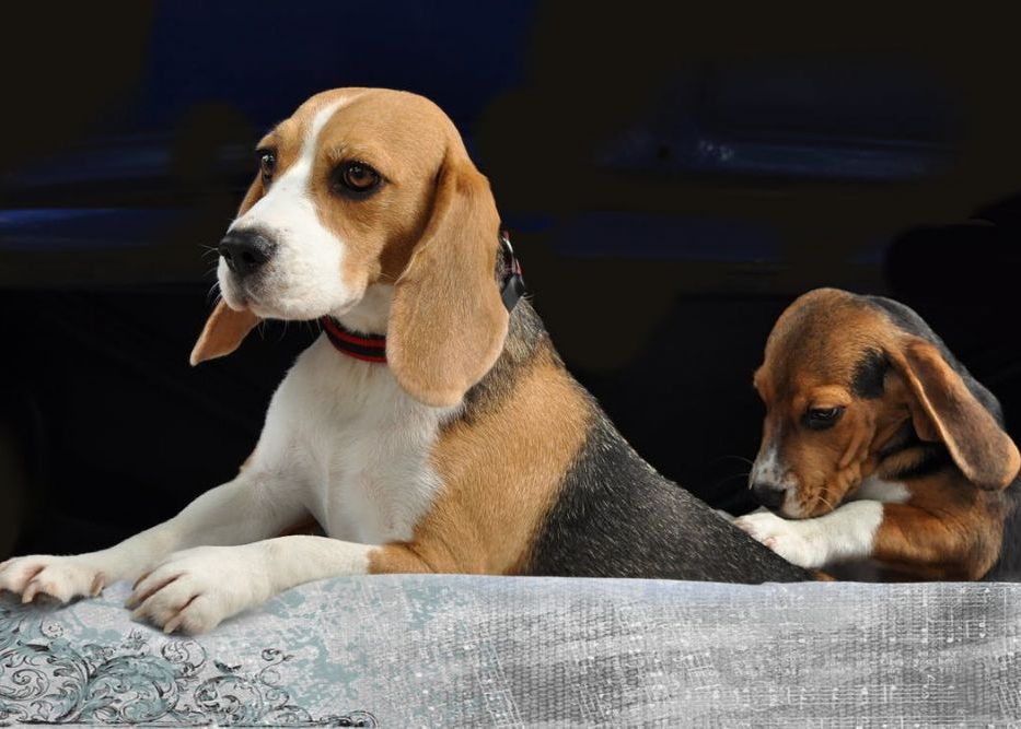 Cercetătorii au clonat doi câini folosind o metodă pentru a preveni mutațiile genetice Cercetatorii Au Clonat Doi Caini Folosind O Metoda Prin Care Pot Preveni Mutatiile Genetice