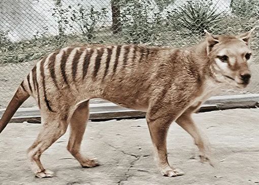 O Provocare De Milioane De Dolari Oamenii De Stiinta Planuiesc Sa Readuca La Viata Tigrul Tasmanian