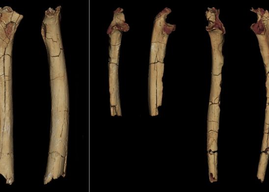 Cand Au Inceput Oamenii Sa Se Deplaseze In Pozitie Bipeda Una Dintre Cele Mai Mari Intrebari Din Antropologie