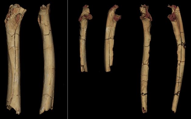 Cand Au Inceput Oamenii Sa Se Deplaseze In Pozitie Bipeda Una Dintre Cele Mai Mari Intrebari Din Antropologie