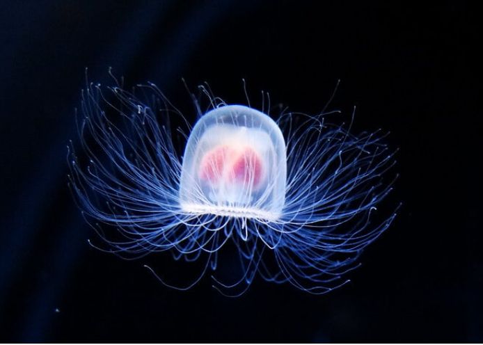 Cercetatorii Au Aflat Secretele Zmeduzelor Nemuritoare Vietatile Ce Reusesc Sa Inverseze Imbatranirea