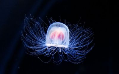 Cercetătorii au aflat secretele „meduzelor nemuritoare”, vietățile ce reușesc să inverseze îmbătrânirea