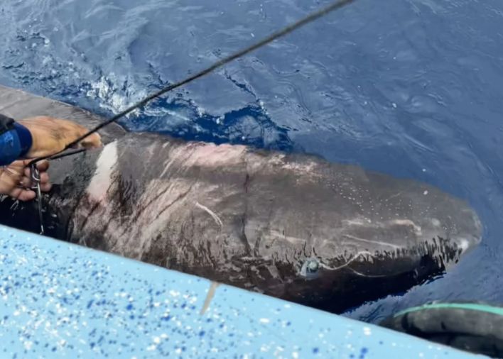 Oamenii De Stiinta Au Descoperit Un Rechin Cu O Varsta Extrem De Inaintata Care Inota Intr Un Loc Cu Totul