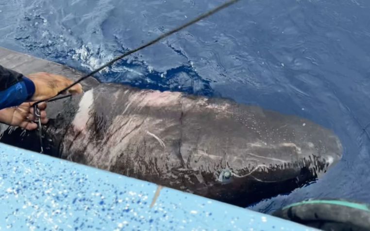 Oamenii De Stiinta Au Descoperit Un Rechin Cu O Varsta Extrem De Inaintata Care Inota Intr Un Loc Cu Totul