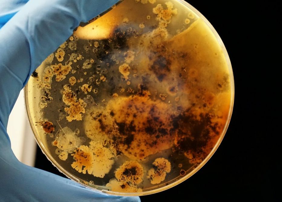Bacteriile ar putea supraviețui în solul planetei Marte timp de milioane de ani Bacteriile Ar Putea Supravietui In Solul Planetei Marte Timp De Milioane De Ani