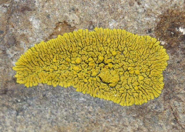 Biologii Au Descoperit O Specie Total Noua Pe Terra Nemaivazuta Pana Acum