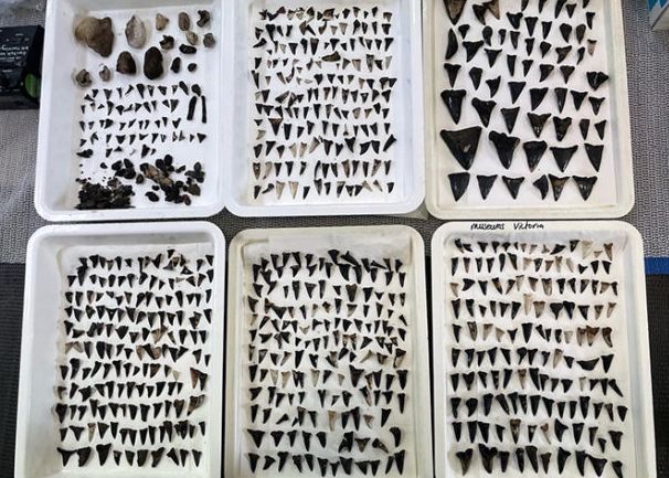 Descoperirea Incredibila Veche De Milioane De Ani Facuta De Biologi Pe Fundul Oceanului Indian