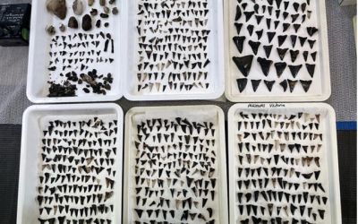 Descoperirea incredibilă, veche de milioane de ani, făcută de biologi pe fundul Oceanului Indian