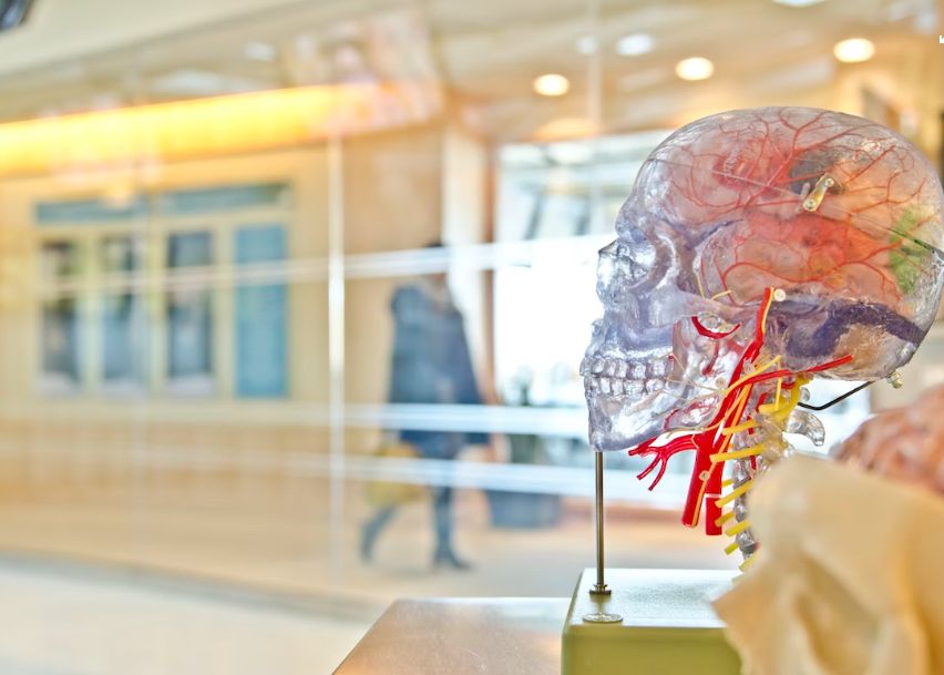 Creierul Uman Nu Creste Niciodata Cu Adevarat Cu Cine Impartasim Acest Zsindrom Peter Pan