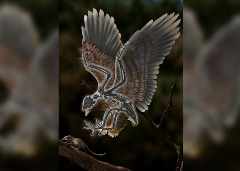 Cel Mai Ciudat Animal Preistoric Descoperit Vreodata A Fost Gasit In China Si Are Un Craniu Asemanator