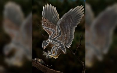 Cel mai ciudat animal preistoric descoperit vreodată. A fost găsit în China și are un craniu asemănător cu cel al lui T. rex 