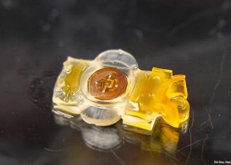 Robotii Care Functioneaza Cu Ajutorul Unor Muschi Dezvoltati In Laborator Similari Cu Cei Umani