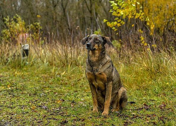 Mutatii Surprinzatoare Observate La Cainii Care Traiesc In Zona Interzisa Din Cernobil