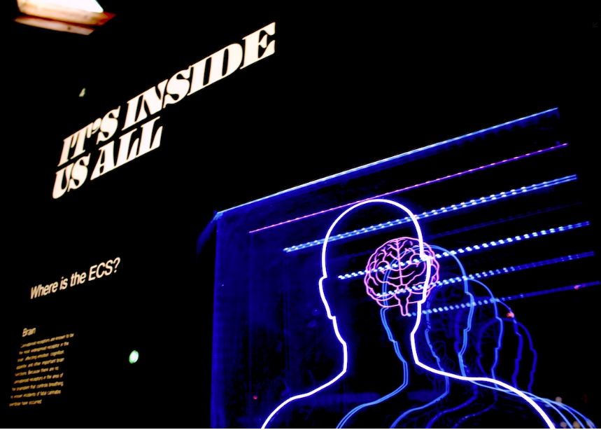 Cum Influenteaza Limba Materna Dezvoltarea Creierului