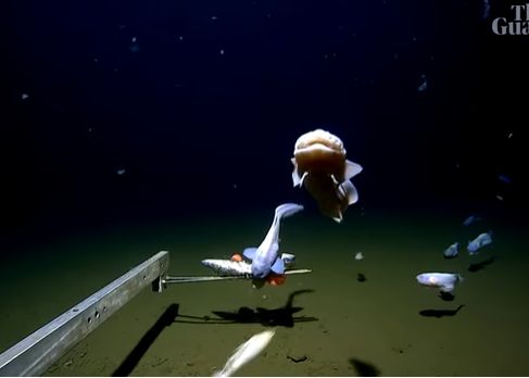 Pestele Care Traieste La Cea Mai Mare Adancime Din Lume Descoperit De Oamenii De Stiinta