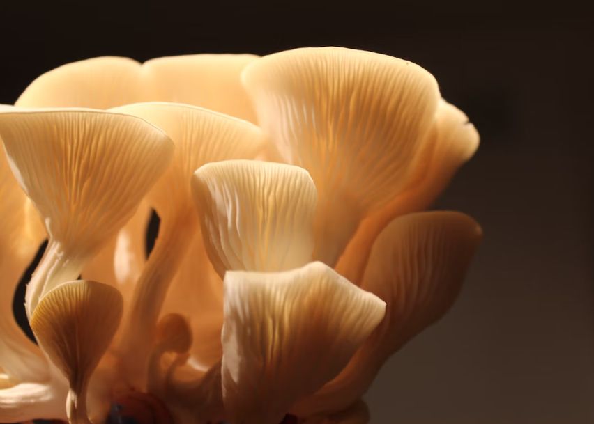 O Boala Diseminata De O Ciuperca A Infectat Pentru Prima Data O Fiinta Umana Ce Spun Cercetatorii Despre