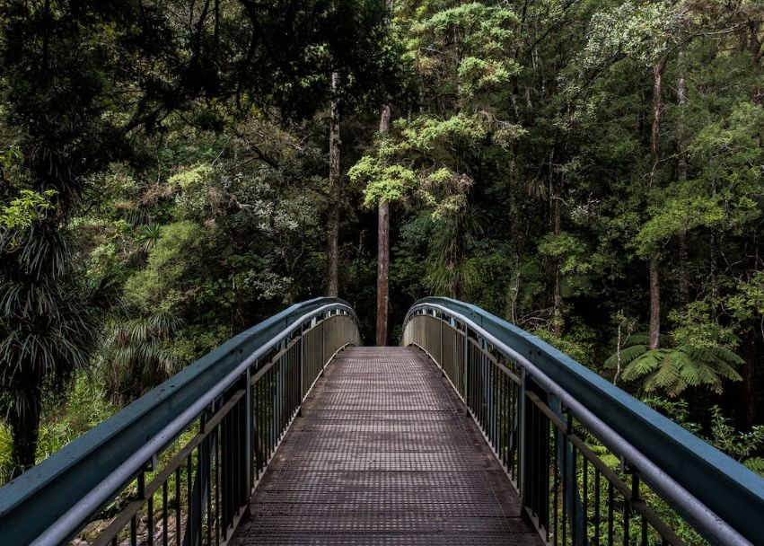 Actuala Extinctie In Masa Este Deja Mult Mai Grava Decat Credeam Semnalul De Alarma Al Oamenilor De Stiinta