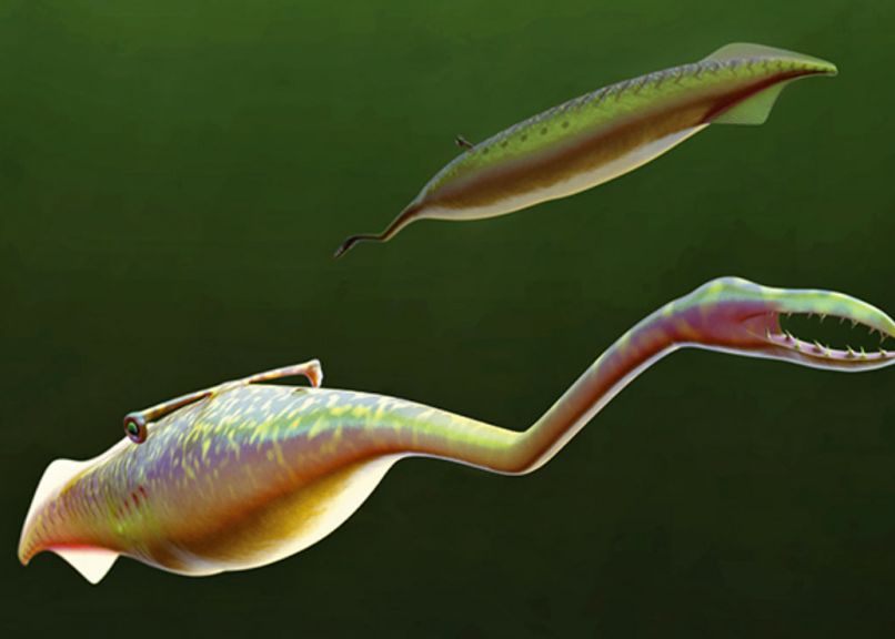 Misterul Monstrului Preistoric Tully Asemanator Unui Extraterestru Se Adanceste Din Nou