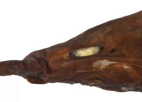 Un Rechin Ciudat Cu Ochi Albi Stralucitori Descoperit In Largul Australiei