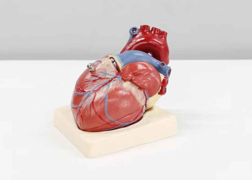 Inimile „reanimate pot fi transplantate cu succes și ar putea mări numărul de donatori de organe Inimile Zreanimate Pot Fi Transplantate Cu Succes Si Ar Putea Mari Numarul De Donatori De Organe