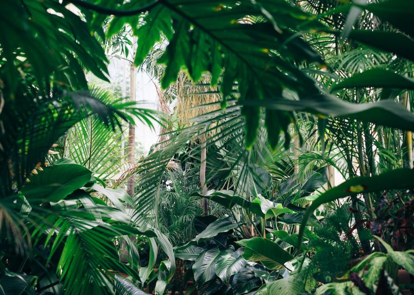 Arheologii Au Gasit Un Oras Mayas Antic Ascuns In Jungla Mexicana