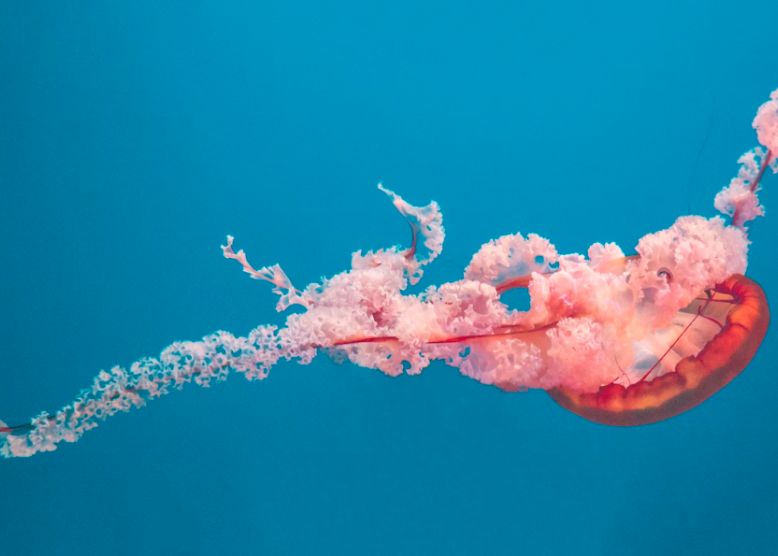 Creatura Znemuritoare Care Intinereste In Fiecare Zi