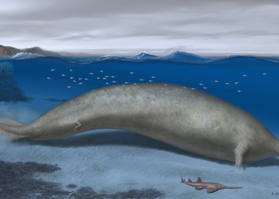 Cel Mai Mare Animal Care A Trait Vreodata Pe Pamant Descoperit In Desertul Din Peru