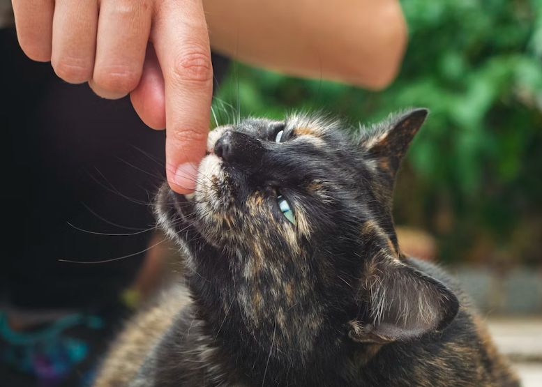 Un Barbat Muscat De O Pisica A Contractat O Infectie Nemaiintalnita Pana Acum Pe Pamant