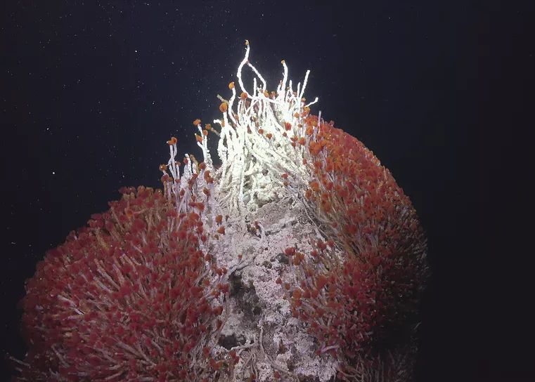 O Lume Subterana Ascunsa Plina De Creaturi Complet Noi Descoperita Sub Fundul Marii