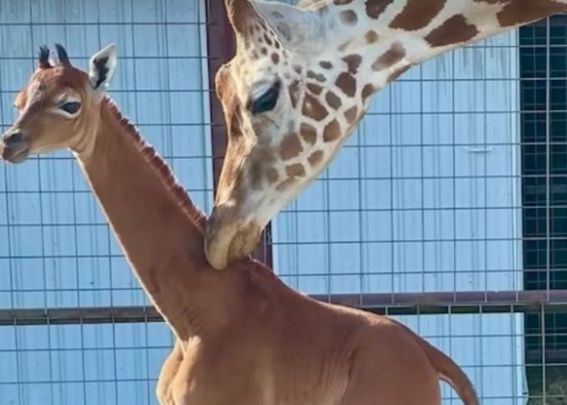 Puiul de girafă unic în lume. S-a născut fără pete. VIDEO Puiul De Girafa Unic In Lume S A Nascut Fara Pete Video