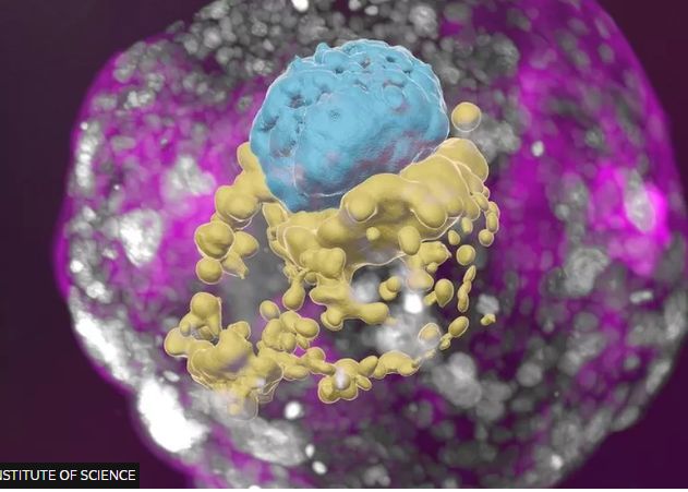 Oamenii De Stiinta Au Obtinut Artificial Un Embrion Uman Fara A Folosi Spermatozoizi Sau Ovule