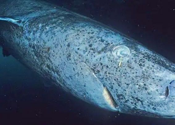 Descoperire Incredibila A Cercetatorilor Ce Au Gasit In Apele Adanci Din Caraibe I A Socat