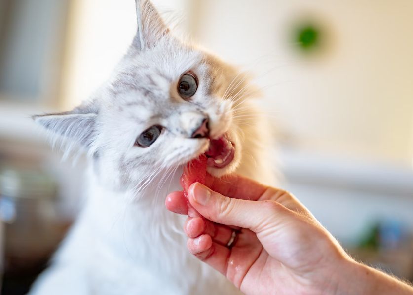 Ce Se Intampla Daca Ii Dai Prea Mult De Mancare Pisicii Tale