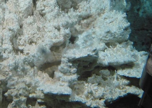 Zorasul Pierdut Din Adancul Oceanului Nu Seamana Cu Nimic Din Ceea Ce Am Vazut Vreodata Pe Pamant