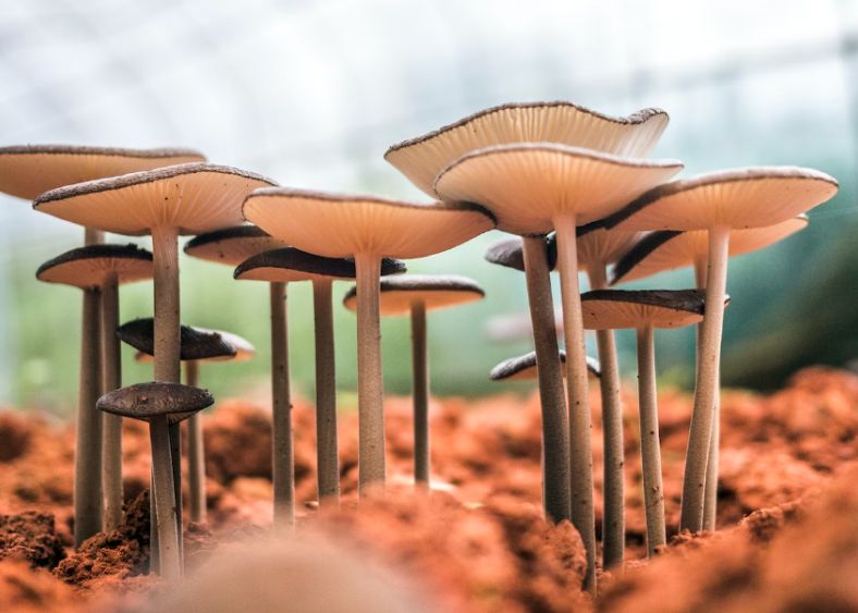 Oamenii De Stiinta Au Descoperit Genele Care Pot Transforma O Ciuperca Obisnuita Intr Una Ucigasa
