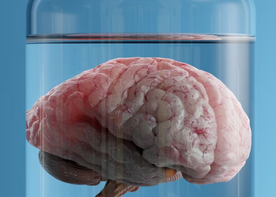 Gadgetul Care Poate Mentine Creierul In Viata Chiar Daca Este Separat De Trup