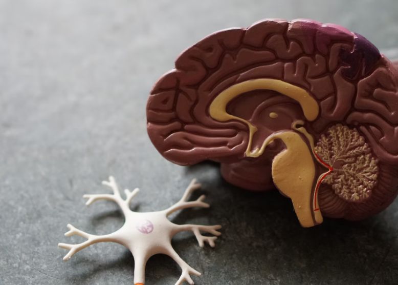 Dementa Ar Putea Deveni Transmisibila Cum Este Posibil