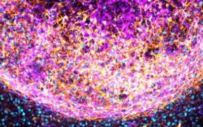 Cercetătorii au fabricat un „creier în miniatură” din țesut real. Are un potențial uriaș 