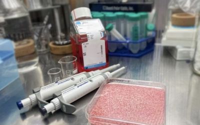 Carne de vită „cultivată” în interiorul boabelor de orez. Cum este posibil 