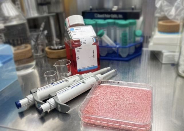 Carne de vită „cultivată” în interiorul boabelor de orez. Cum este posibil  Carne De Vita Zcultivata In Interiorul Boabelor De Orez Cum Este Posibil