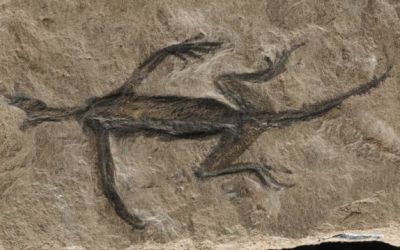 O fosilă antică a fost un mister pentru oamenii de știință timp de zeci de ani. În sfârșit, aceștia au aflat ce este