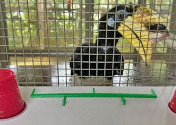 Sa Fie Acestea Cele Mai Inteligente Pasari Din Lume Obtin Scoruri La Fel De Ridicate Ca Primatele La Testele