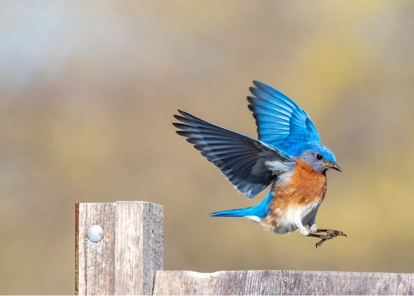 Oamenii De Stiinta Au Descoperit Un Tipar Antic Nemaivazut Ascuns In Penajul Pasarilor